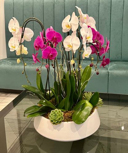 Luxury Orchid Harmony