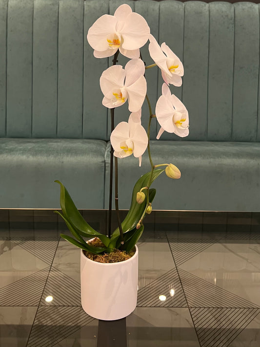 White Cascade