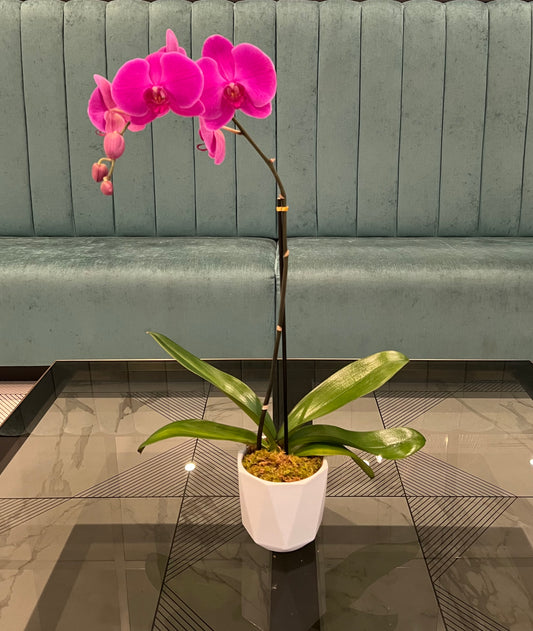 Lilac Grace Orchid