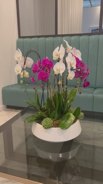 Luxury Orchid Harmony